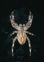 Natural History, Insects, Spider, Detail of European Garden Spider, Araneus diadematus on its web.