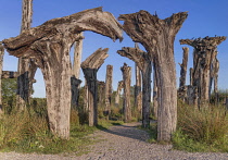 Ireland, County Offaly, Lough Boora Discovery Park, section known as the Black Forest in evening light, remains of black oak trees 5000 years old.