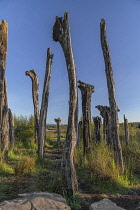 Ireland, County Offaly, Lough Boora Discovery Park, section known as the Black Forest in evening light, remains of black oak trees 5000 years old.