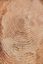 Ireland, County Sligo, Ben Bulben Forest Walk, Tree rings on a recently felled tree.