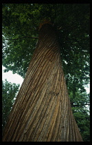 England, London, Richmond Park, Twisted trunk of Sweet Chestnut tree  Castanea sativa.