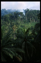 Cameroon, West, Landscape, Area of mature rainforest being cleared by slash and burn.