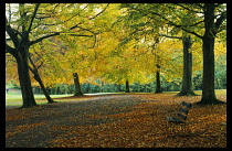 England, Avon, Bristol, Clifton.  Park bench on path through trees in Autumn with fallen leaves and yellow and green canopy.