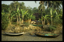 Bangladesh, Sundarbans, Ganges Delta, Wooden boats pulled up on river bank with child standing above in front of rural home with cow and calf.