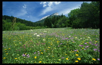 France, Rhone Alps, Chartreuse Massif, Alpine meadow full of purple  white and yellow flowers.