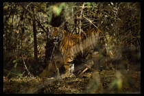 India, North East, Bandhavgarh National Park.