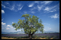 France, Provence Cote d Azur, Alps-de-Haute, Digne.  Lavender field with tree in centre of picture with knarled and twisted trunk.