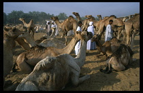 Egypt, Upper Egypt, Dardaw, General view of the camel market with crowd of traders and animals.