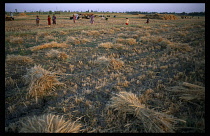 Egypt, Upper Egypt, Luxor, Harvested wheat field with sheep grazing and children playing.