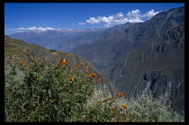 Peru, Arequipa Department, Colca Canyon, View of the top of the canyon  orange flowers in foreground.