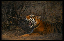 India, Rajasthan, Ranthambhore N.P., Bengal Tiger  Panthera Tigris.  Adult male lying in undergrowth  yawning in warm  golden light.