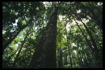 Brazil, Amazon, General, Interior looking up to underneath of rainforest canopy.
