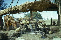 Egypt, General, Traditional irrigation on the banks of the River Nile using ox to power water wheel.