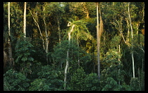 Brazil, Acre, Amazon, Sunlight across palms on edge of rainforest.