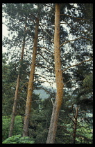 Bulgaria, General, Effect of acid rain on forest.