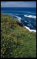 England, Cornwall, Treyarvon Bay, Wild flowers on cliff top near Padstow.