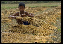 Bangladesh, Khulna, Magura, Young boy bundling rice.