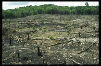 Mexico, Yucatan, General, Deforestation of rainforest near Chetumal.