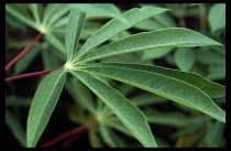 Colombia, Amazonas, Santa Isabel, Close view of manioc leaves  a plant grown for its root which forms the basis of the Indian diet.