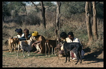 India, Rajasthan, People, Kalbelia men with their hunting dogs.