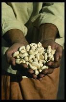 India, Kerala, Food, Cropped shot of man holding raw cashew nuts  Anacardium occidentale  in his cupped hands.