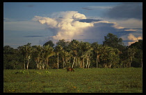 Brazil, Para, Marajo Island, Horse grazing on savanna in the wet season.  Pale blue sky and dramatic clouds above.