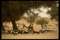 Sudan, Darfur, Young Dinka goat herder riding camel beside flock.