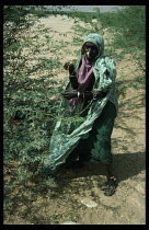 Sudan, North East, Agriculture, Beja nomad woman collecting acacia bean pods for use as animal fodder.