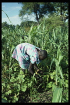 Sudan, Dinka, Dinka woman harvesting mung beans grown as cash crop for export.