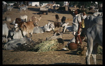 India, Rajasthan, Pushkar, Man at Pushkar cattle fair drinking from beaker.