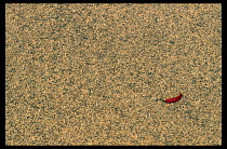 Bangladesh, Herbs and Spices, Single red chilli lying on drying spices.