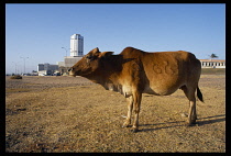 Sri Lanka, Colombo, Cow standing on the beach with city buildings behind.