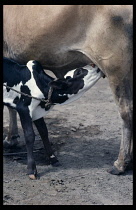 Sudan, Dinka, Song bull calf suckling mother.  The bi-coloured song bull is highly esteemed by the Dinka tribe.