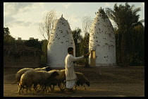 Egypt, Cairo Area, Shepherd passing white  domed dovecots in Dr. Ragab Pharaonic village near Cairo.
