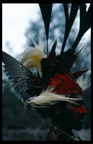 Papua New Guinea, People, Head and shoulders portrait of Chimbu man wearing head-dress of bird of paradise feathers and mask of red face paint.  In profile to right.