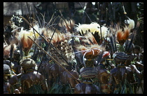 Papua New Guinea, People, Dancers at Highland festival wearing elaborate head-dresses and carrying spears.