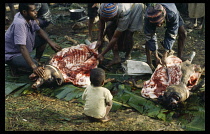 Papua New Guinea, S. Highlands, Haralinga, Butchering pigs sacrificed for special festival occasion.  Child crouched on ground to watch.