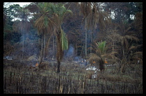 Sierra Leone, Environment, Slash and burn area cleared for agricultural use with figure standing amonst burnt remains of trees.