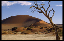 Namibia, Namib Desert, Sossusvlei, Desert sand dunes with lone tree in the foreground.