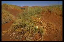 Namibia, Namib Desert, Nara melon plant in the desert landscape  generally eaten by the Oryx.