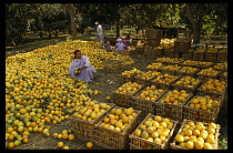 Egypt, Qanater, Orange packers.