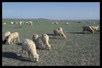 Mongolia, Grassland herding.