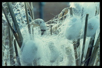 CHINA, General, Silk worms spinning cocoons.