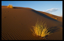 Namibia, Namib Desert, Desert plant growing on wind rippled orange sand dune.