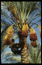 Egypt, Nile Delta, Agriculture, Date Harvesting.