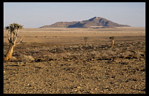 Namibia, Namib Desert, Kokerboom trees and Inselberg .