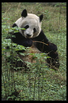 Animals, Bears, Giant Panda in China.