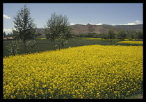 CHINA, North of Xining, View over Rape Field toward hills.
