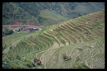 CHINA, General, Agriculture, Rural landscape with workers in rice terraces.