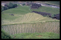 CHINA, Guangxi, View over rice terraces and architecture toward the river.